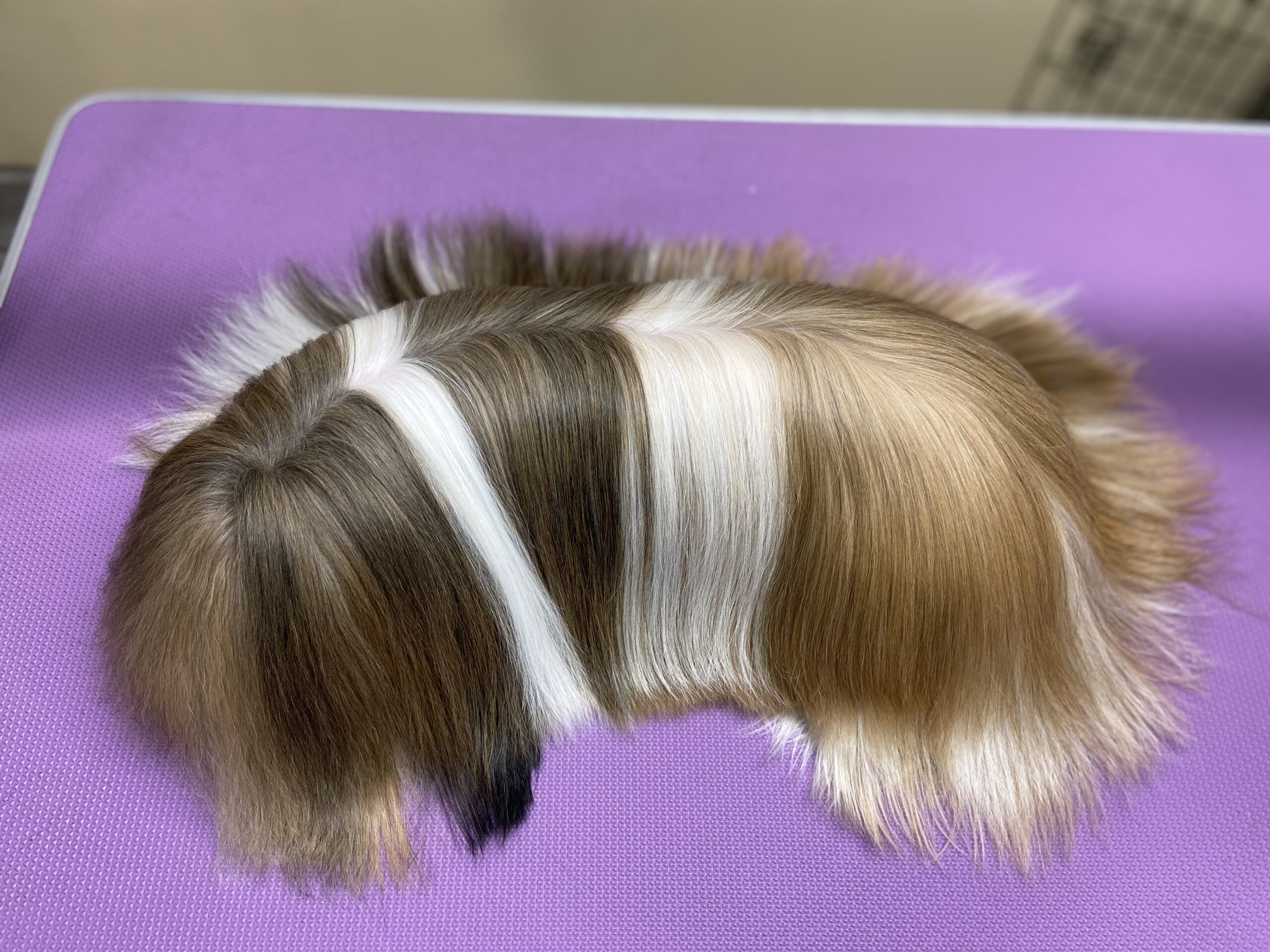 Kraina łapek grooming 1 5